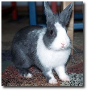 Bennita - Josuas erster Hase