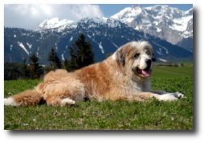 Benni - der wackere Clown