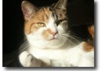 Porträt meiner Katze "Hummel"