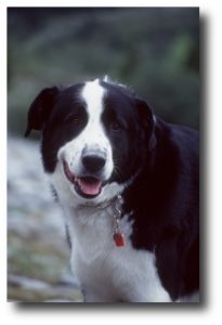 Rocko - mein erster Hund