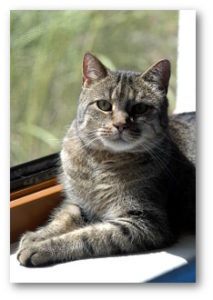 Petterson - der graue Findling