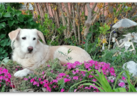 Cindy - die Csárdásfürstin