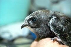 Schau mir in die Augen