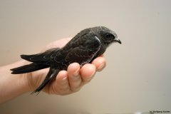 Da muss ich noch wachsen