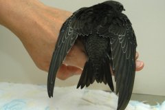 Nicht mehr lange und ich fliege